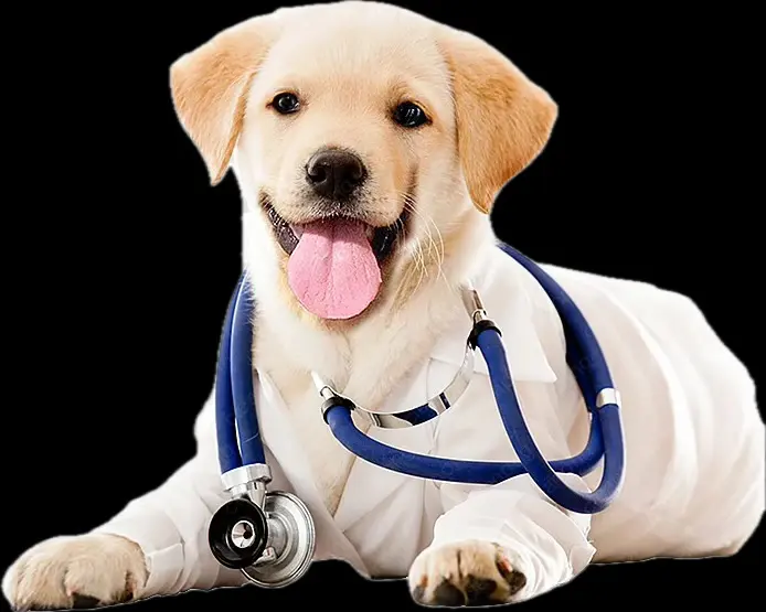 First aid for pets